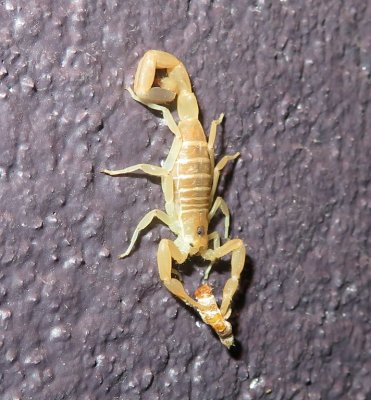 The scorpion made short work of the moth.