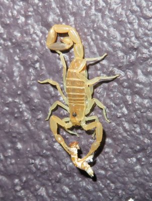 Scorpion with remains of a moth