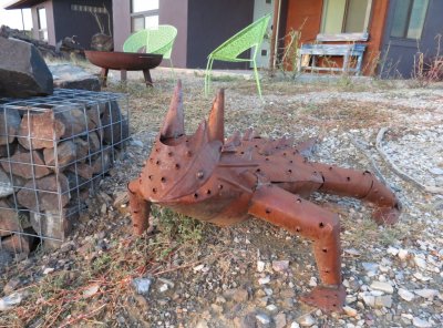 Our vigilant Horny Toad