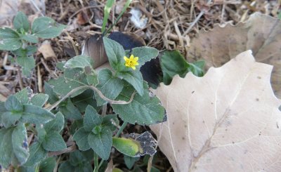 Mary found this flower (with a vulture feather beneath it)