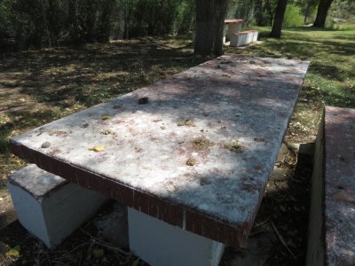 There were owl pellets and Turkey Vulture droppings on the picnic benches.
