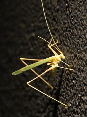 Katydid