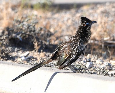 We drove to Panther Junction in Big Bend National Park where we found a Greater Roadrunner sitting on the curb in the parking lot.