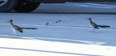 Then there were two of them running among the parked cars.