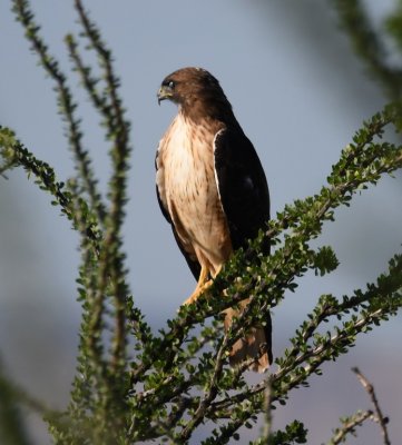 Red-tailed Hawk on an ocotillo