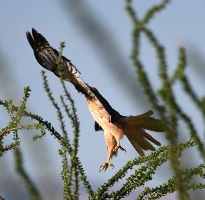 Red-tailed Hawk flying from its perch on an ocotillo