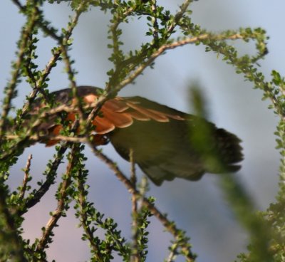 Red tail of the hawk