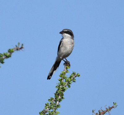 Loggerhead Shrike on ocotillo