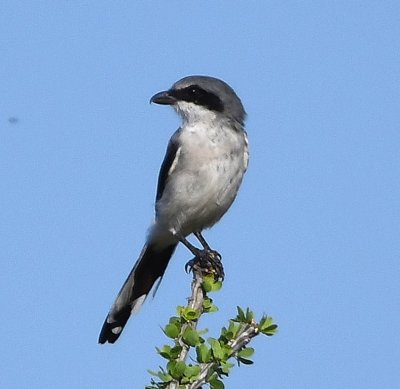 Close-up of the Loggerhead Shrike