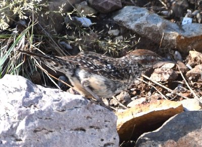 Cactus Wren on the rocks along the border of the parking lot