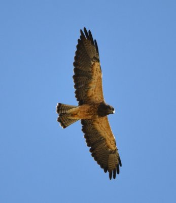 As we drove north out of the park, we saw several Swainson's Hawks like this one.