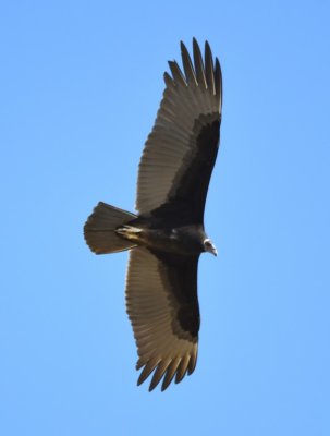 There were several Turkey Vultures hovering above.