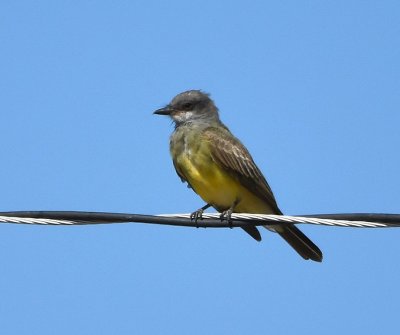 Cassin's Kingbird