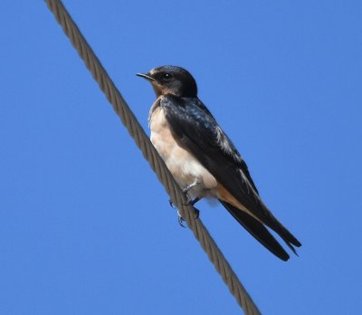 As we got closer to the park outside of Marathon, we saw some Cliff Swallows on the power lines beside the road.