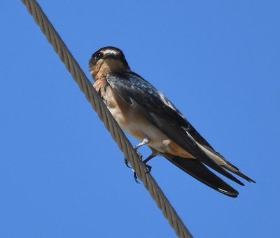 White forehead of the Cliff Swallow