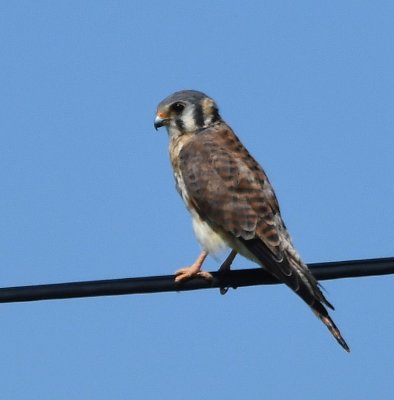 American Kestrel