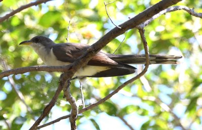 In the trees at the north end of the park, we found a Yellow-billed Cuckoo.