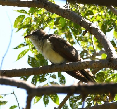Yellow-billed Cuckoo