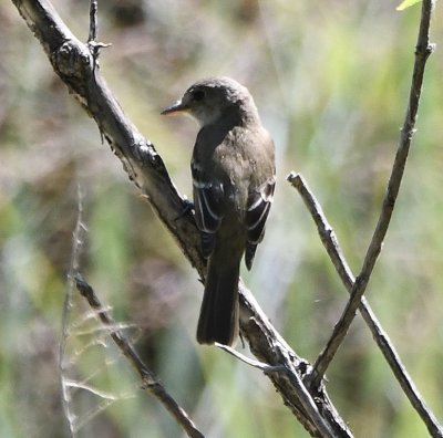 Western Wood-Pewee