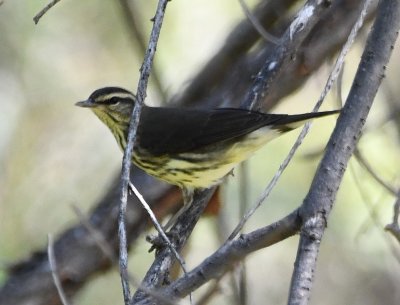 Northern Waterthrush