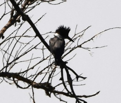 Belted Kingfisher, we first saw it at the SE end of the lake