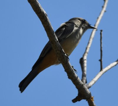 Say's Phoebe