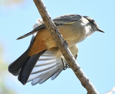 Say's Phoebe