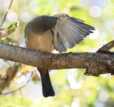Say's Phoebe, preening