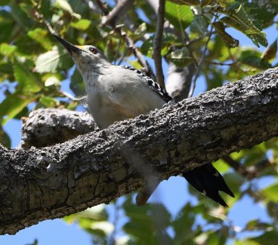 Golden-fronted Woodpecker
