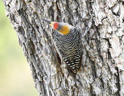 Golden-fronted Woodpecker