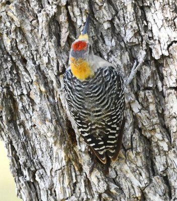Golden-fronted Woodpecker