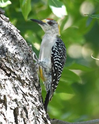 Golden-fronted Woodpecker