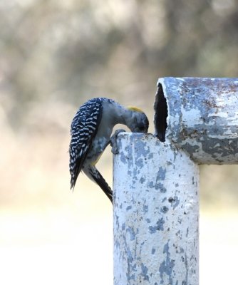 Golden-fronted Woodpecker, inspecting a hole in the rail around the parking lot