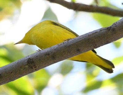 Yellow Warbler