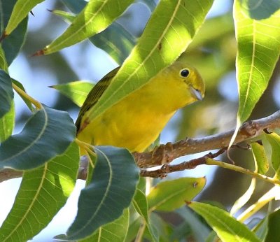 Yellow Warblers