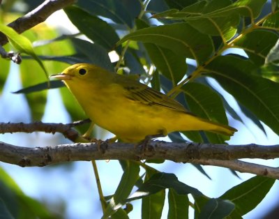 Yellow Warbler