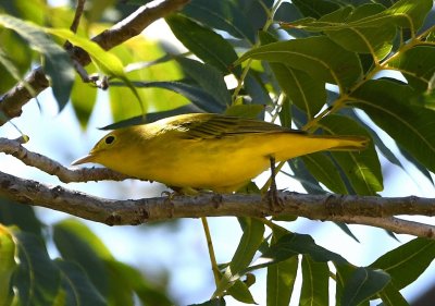 Yellow Warbler
