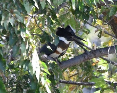 The female Belted Kingfisher flew to the north end of the lake and perched in a tree over the water.
