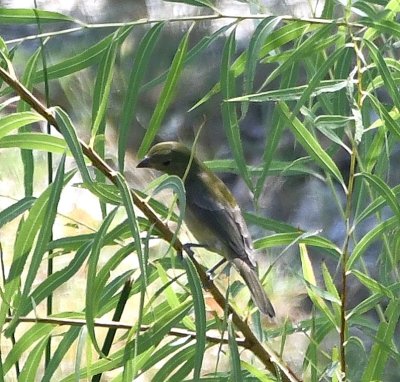 DSC_4093b.jpg