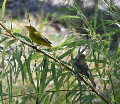Yellow Warbler and another bird