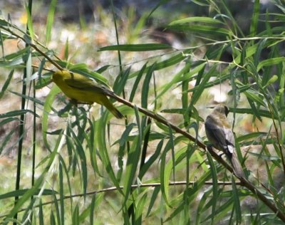 DSC_4099b.jpg