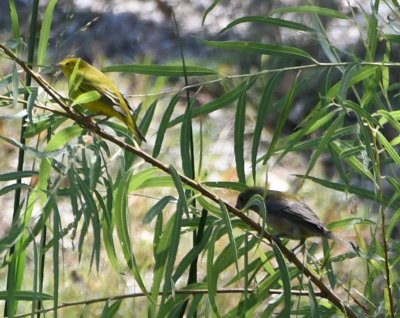DSC_4102b.jpg