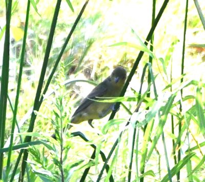 DSC_4104bb.jpg