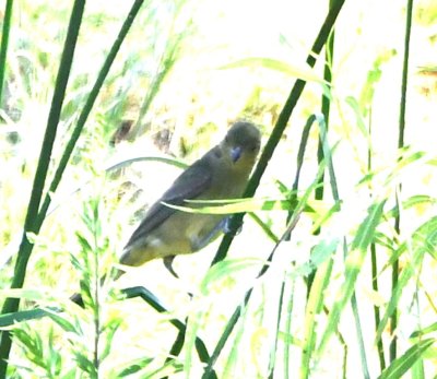 DSC_4105b.jpg