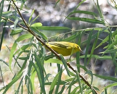 Yellow Warbler