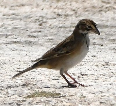 Lark Sparrow