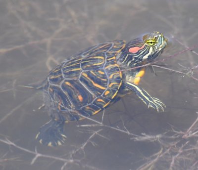 Red-eared Slider