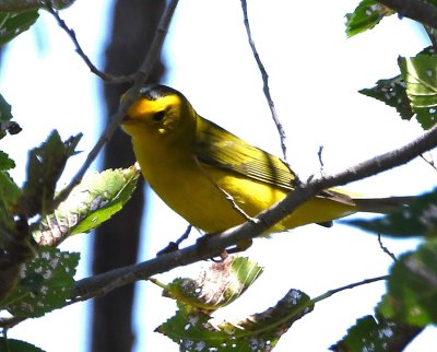 Male Wilson's Warbler