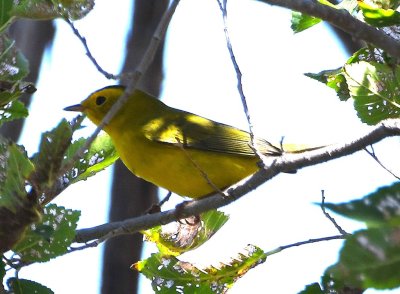 Wilson's Warbler