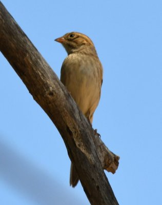 Dickcissel?